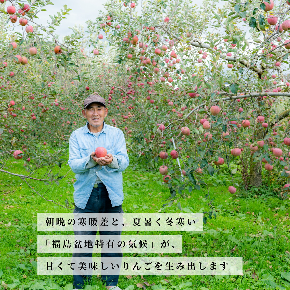 訳あり りんご サンふじ 優 5kg 12~16玉 福島県産 特長9