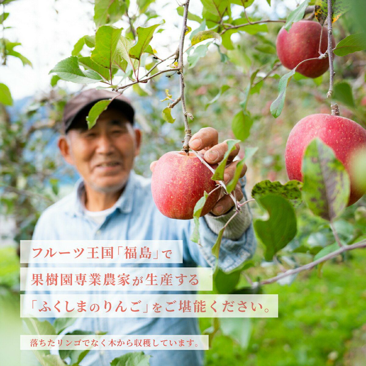 りんご サンふじ 秀 5kg 12~16玉 福島県産 特長1
