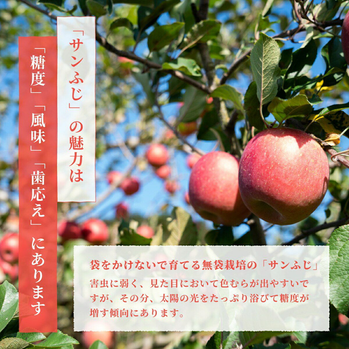 りんご サンふじ 秀 5kg 12~16玉 福島県産 特長2