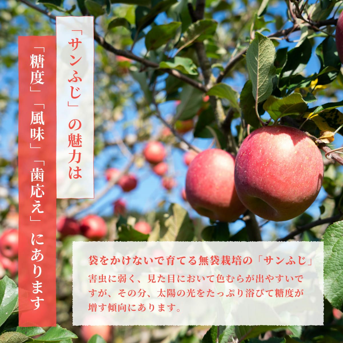りんご サンふじ 秀 5kg 18～20玉 福島県産 特長2